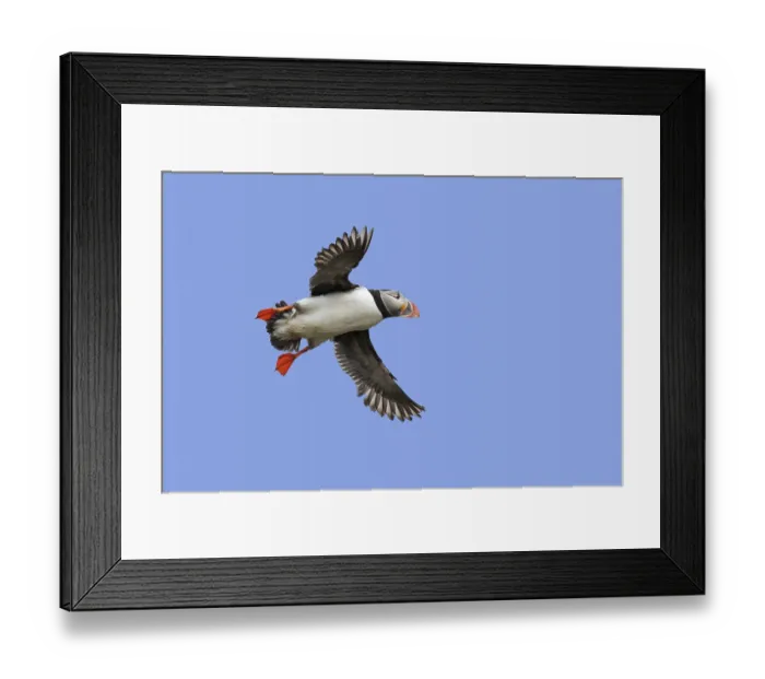Framed Print : Atlantic puffin (Fratercula arctica) in breeding plumage flying against blue sky in summer Framed Print : Atlantic puffin (Fratercula arctica) in breeding plumage flying against blue sky in summer