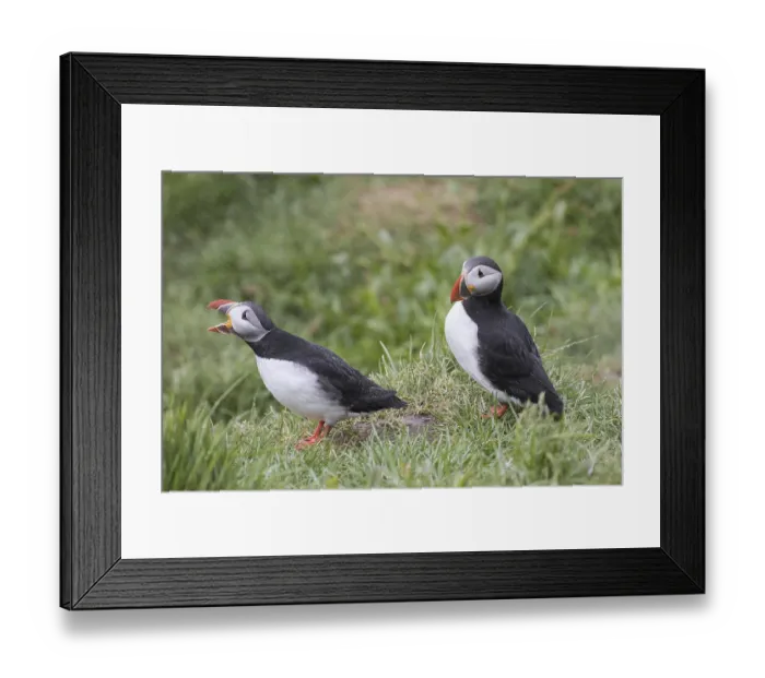 Framed Print : Atlantic puffins (Fratercula arctica) puffin pair calling in the rain in seabird colony in summer