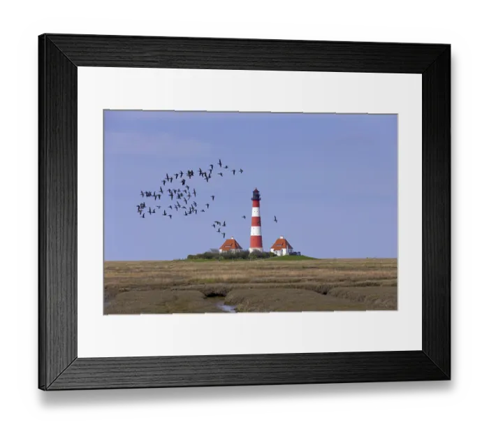 Framed Print : Flock of barnacle geese (Branta bernicla) (Branta leucopsis) and brant
