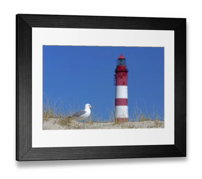 Framed Print : Common gull (Larus canus) and the Amrum lighthouse in the dunes along the Wadden Sea