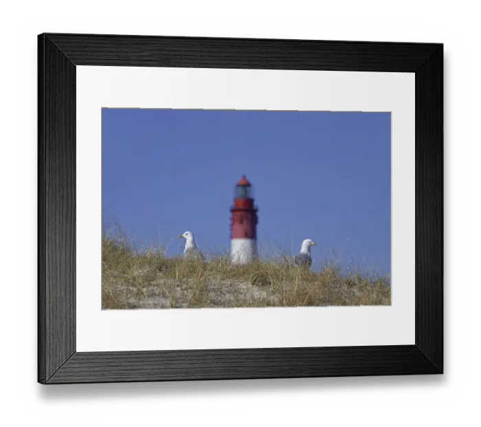 Framed Print : Two common gulls (Larus canus) and the Amrum lighthouse in the dunes along the Wadden Sea