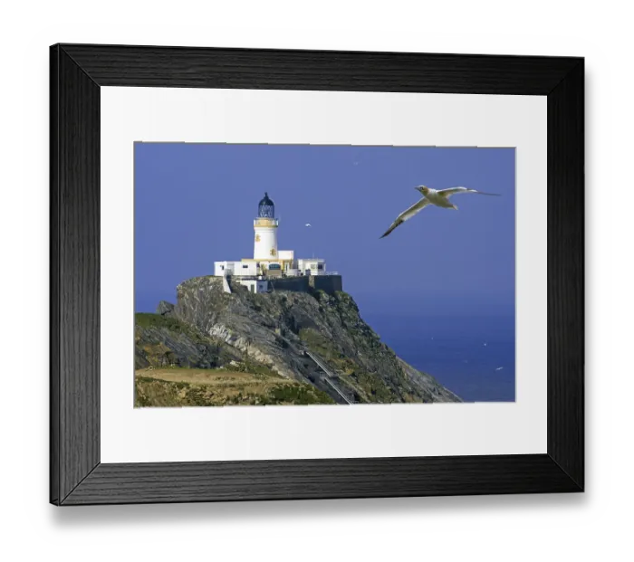 Framed Print : Northern gannet (Morus bassanus) in flight and Muckle Flugga lighthouse