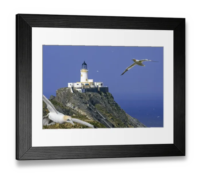 Framed Print : Northern gannets (Morus bassanus) in flight and Muckle Flugga lighthouse Framed Print : Northern gannets (Morus bassanus) in flight and Muckle Flugga lighthouse