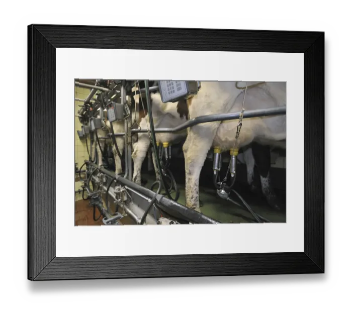Framed Print : Cows (Bos taurus) with teats of udder attached to automatic milking machine in the milking parlor at dairy farm
