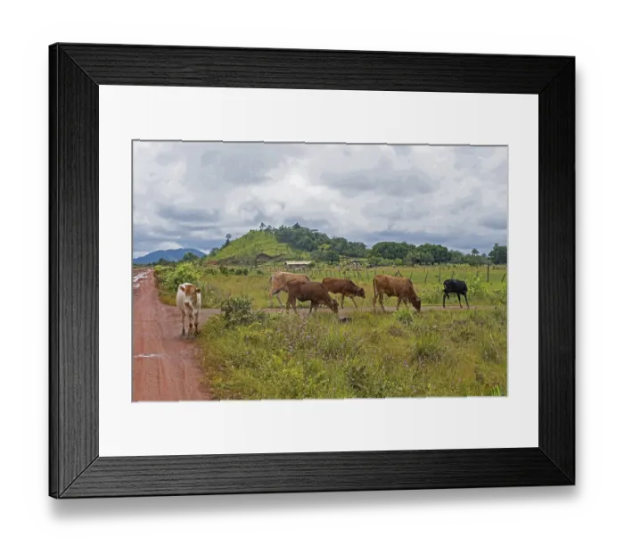 Framed Print : Small farm house with cows on the savanna along the Linden-Lethem dirt road linking Lethem