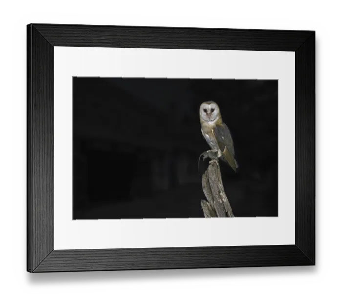Framed Print : Common barn owl (Tyto alba) with mouse prey in its claws Framed Print : Common barn owl (Tyto alba) with mouse prey in its claws