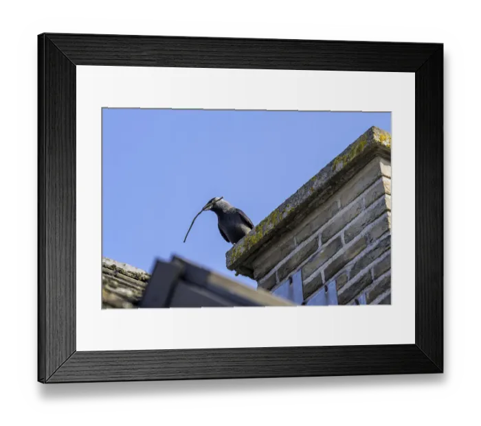 Framed Print : Western jackdaw, European jackdaw (Coloeus monedula) Framed Print : Western jackdaw, European jackdaw (Coloeus monedula)