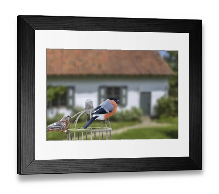 Framed Print : Eurasian bullfinch (Pyrrhula pyrrhula) Framed Print : Eurasian bullfinch (Pyrrhula pyrrhula)