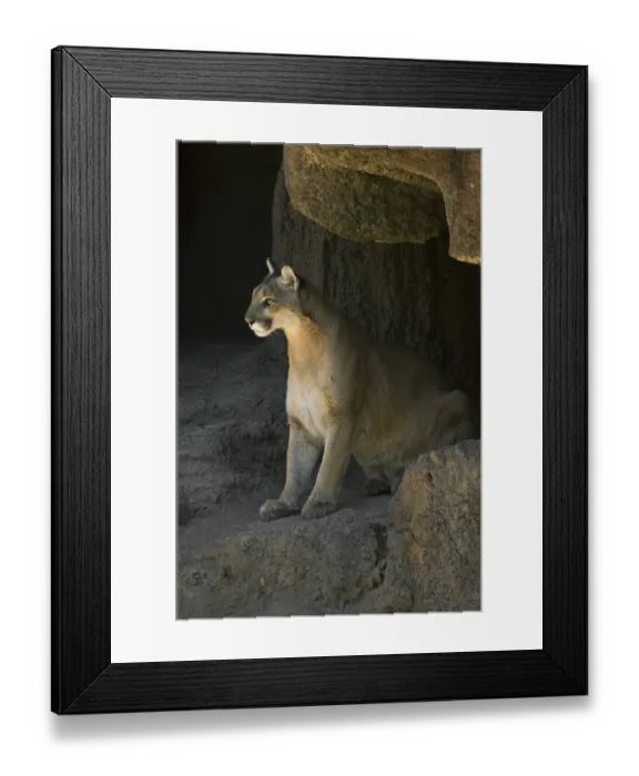 Framed Print : Puma, mountain lion, cougar (Felis concolor) sitting in the evening sun at entrance of cave