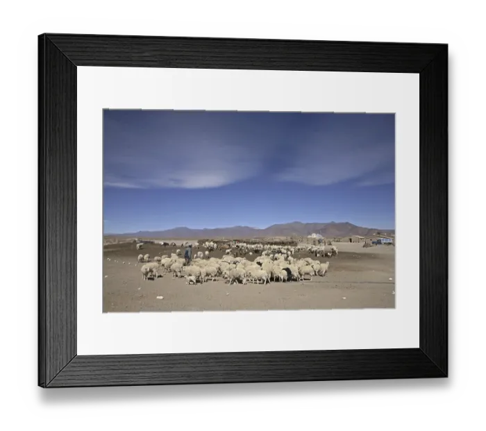 Framed Print : Farm and flock of sheep on the isolated Altiplano in Argentina