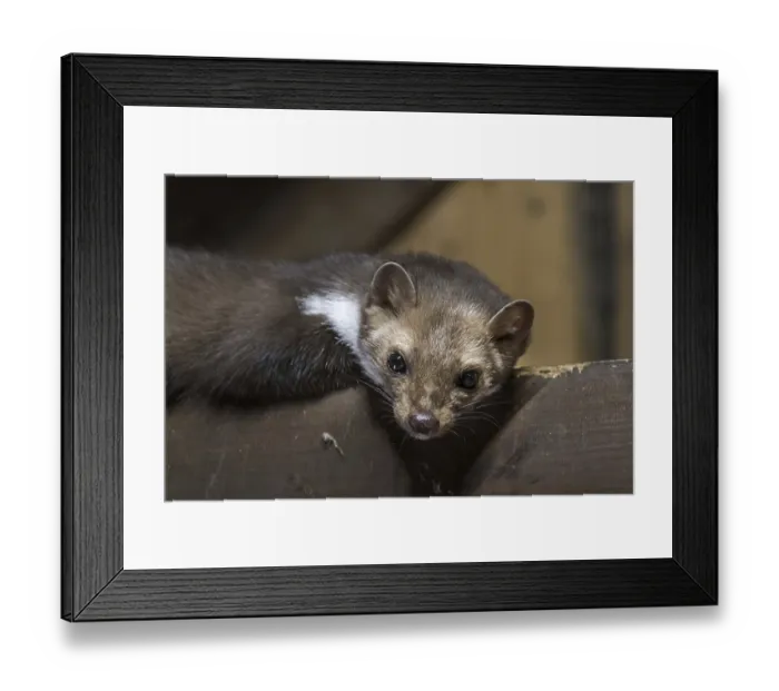 Framed Print : Beech marten (Martes foina), stone marten looking down from beam in wooden roof truss of barn Framed Print : Beech marten (Martes foina), stone marten looking down from beam in wooden roof truss of barn