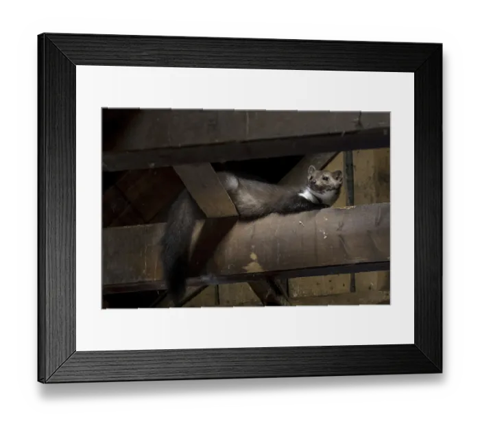 Framed Print : Beech marten (Martes foina), stone marten looking down from beam in wooden roof truss of barn Framed Print : Beech marten (Martes foina), stone marten looking down from beam in wooden roof truss of barn