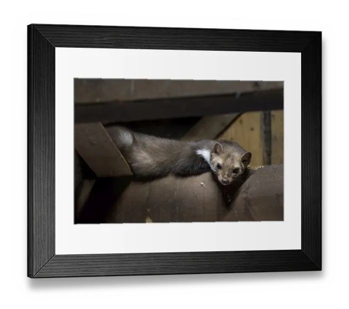 Framed Print : Beech marten (Martes foina), stone marten looking down from beam in wooden roof truss of barn