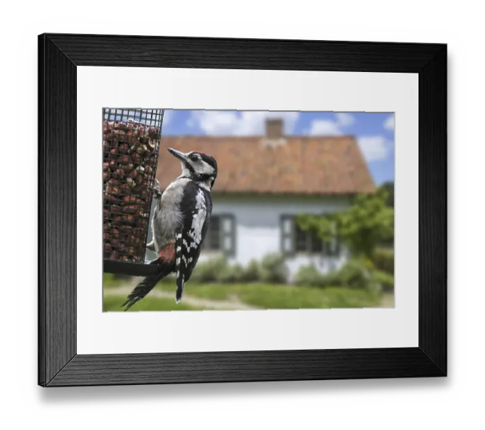 Framed Print : Great spotted woodpecker (Dendrocopos major) juvenile male eating peanuts from bird feeder
