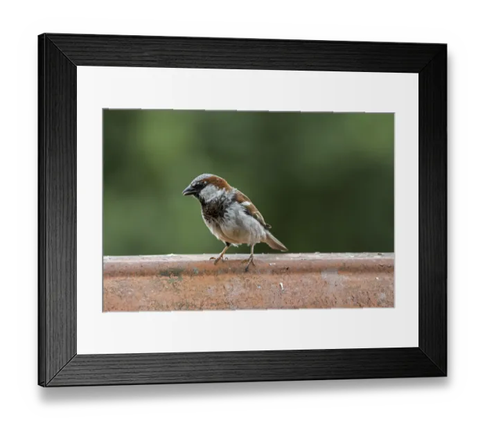 Framed Print : House sparrow (Passer domesticus) male perched on ridge tile on roof of house
