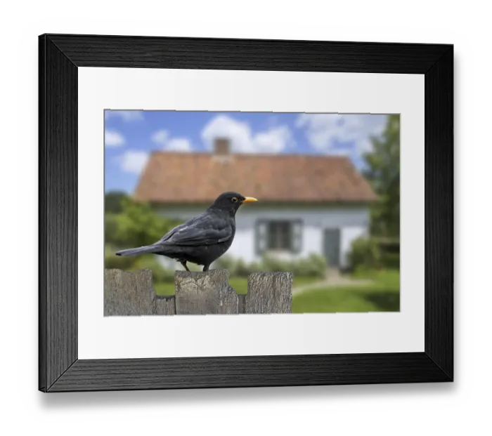 Framed Print : Common blackbird (Turdus merula) male perched on old wooden fence in garden of house in the countryside Framed Print : Common blackbird (Turdus merula) male perched on old wooden fence in garden of house in the countryside