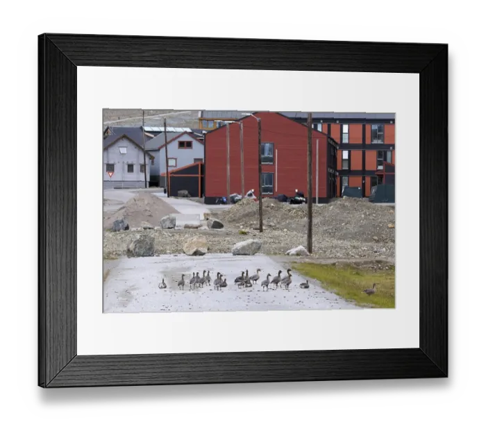 Framed Print : Pink-footed geese (Anser brachyrhynchus) Framed Print : Pink-footed geese (Anser brachyrhynchus)