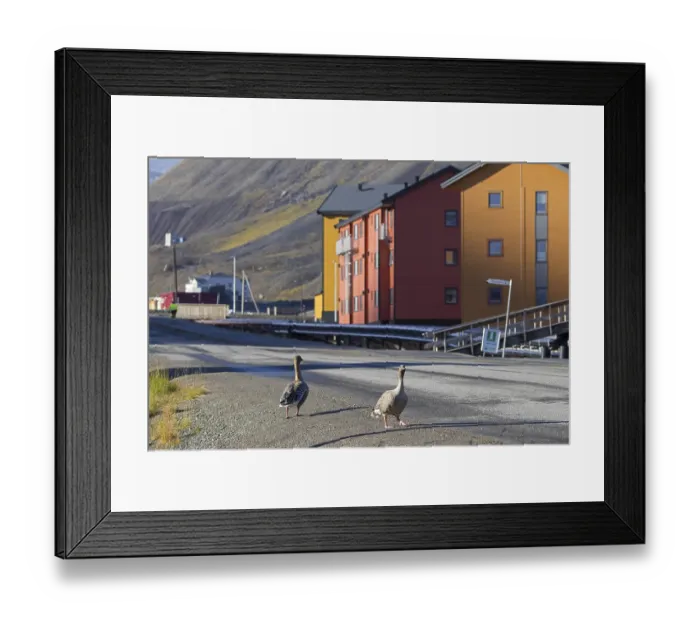 Framed Print : Pink-footed geese (Anser brachyrhynchus) walking through the town Longyearbyen in summer