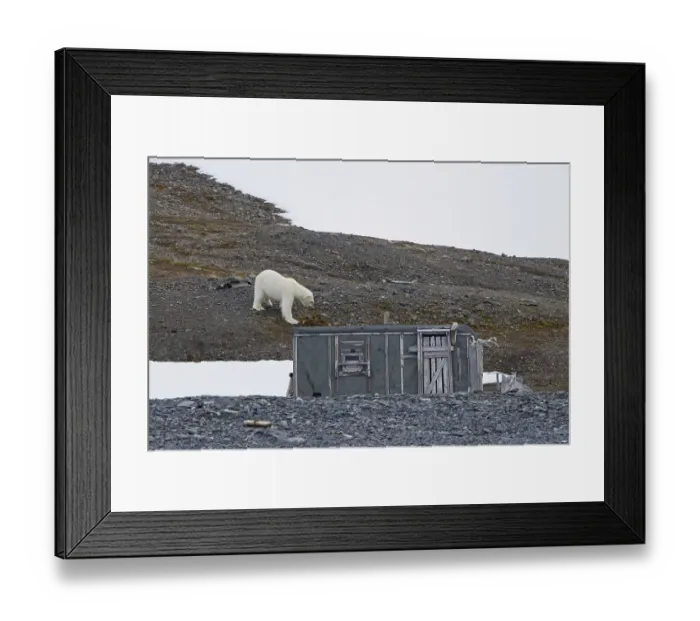 Framed Print : Curious polar bear (Ursus maritimus) approaching old abandoned fur trapper cabin along the Svalbard coast