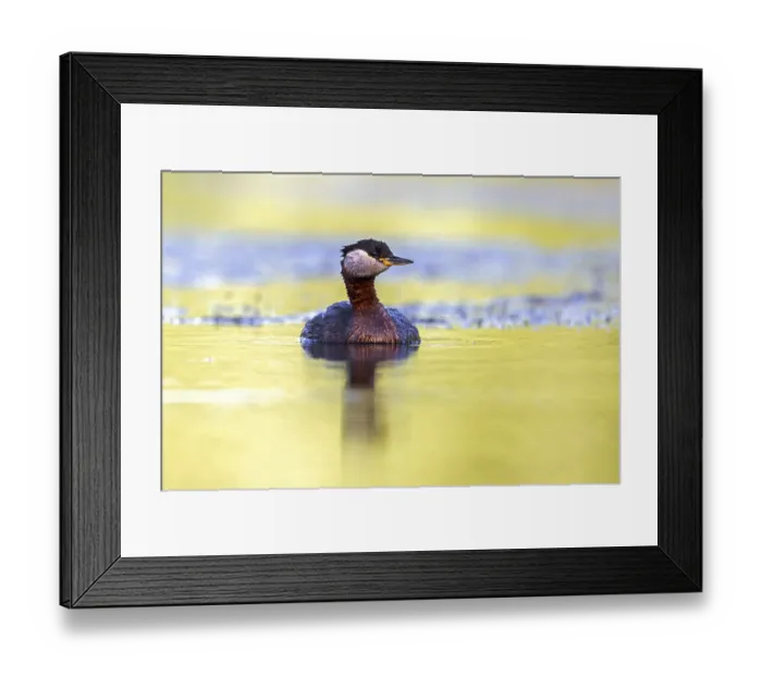 Framed Print : Red-necked grebe (Podiceps grisegena)