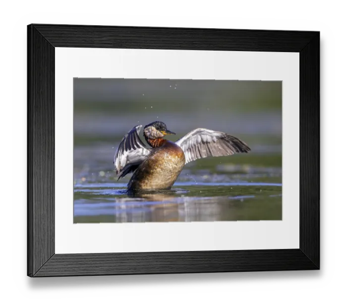Framed Print : Red-necked grebe (Podiceps grisegena)
