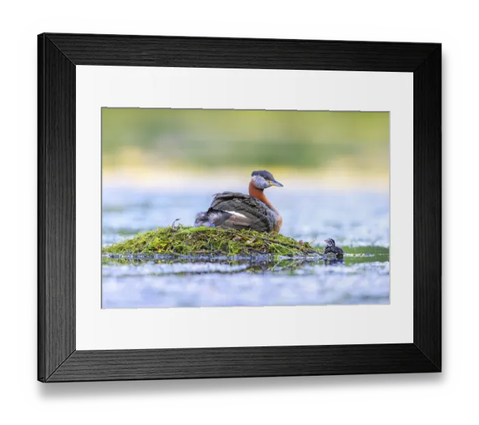 Framed Print : Red-necked grebe (Podiceps grisegena)
