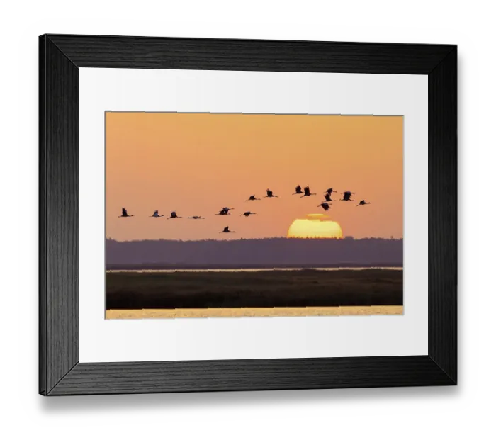 Framed Print : Migrating flock of common cranes