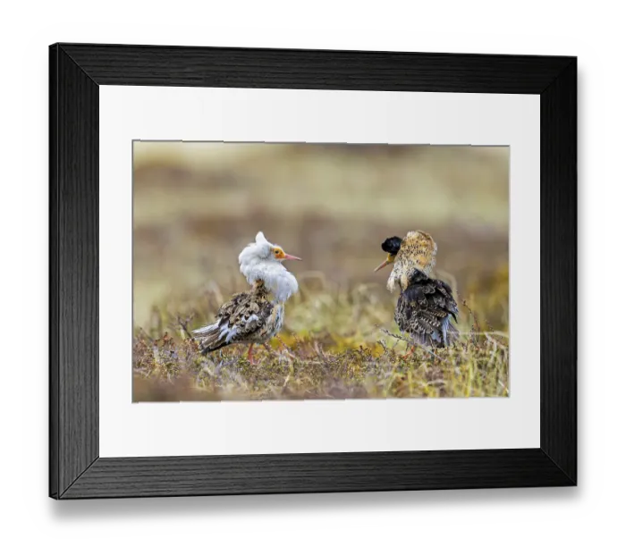 Framed Print : Two ruffs (Calidris pugnax) Framed Print : Two ruffs (Calidris pugnax)
