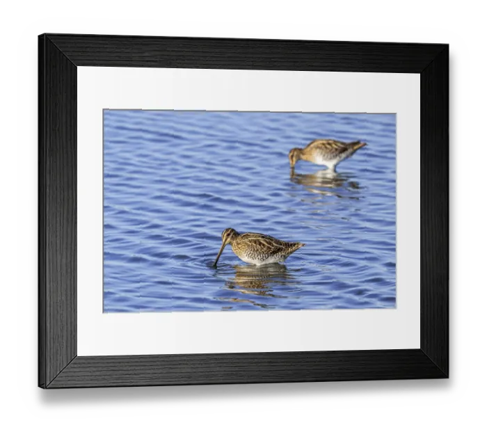 Framed Print : Two common snipes (Gallinago gallinago) foraging in shallow water by probing soft mud in pond in late summer Framed Print : Two common snipes (Gallinago gallinago) foraging in shallow water by probing soft mud in pond in late summer