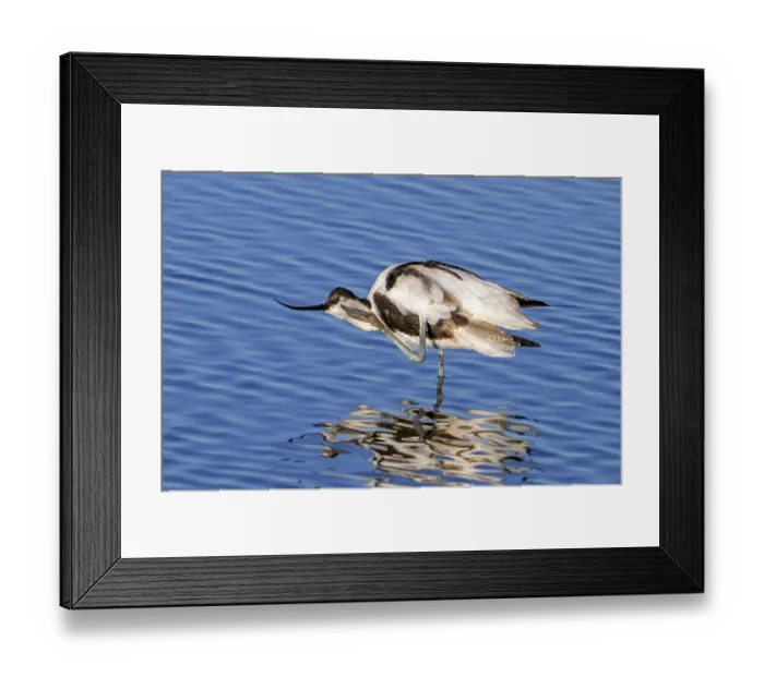Framed Print : Pied avocet (Recurvirostra avosetta) scratching head with leg in shallow water of pond in evening light in late summer