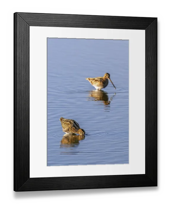 Framed Print : Two common snipes (Gallinago gallinago) foraging in shallow water by probing soft mud in pond in late summer Framed Print : Two common snipes (Gallinago gallinago) foraging in shallow water by probing soft mud in pond in late summer