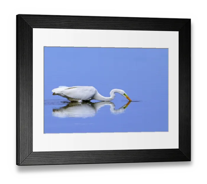 Framed Print : Great white egret