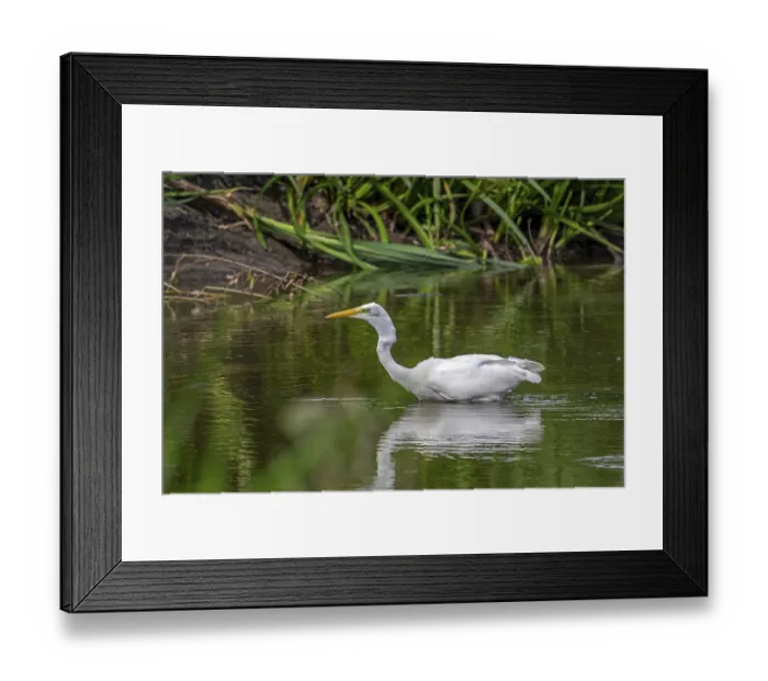 Framed Print : Great white egret Framed Print : Great white egret