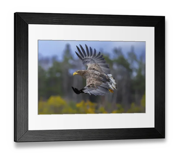 Framed Print : White-tailed eagle, Eurasian sea eagle