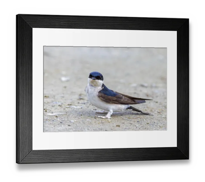 Framed Print : Common house martin, northern house martin (Delichon urbicum) collecting mud in beak for building nest in spring