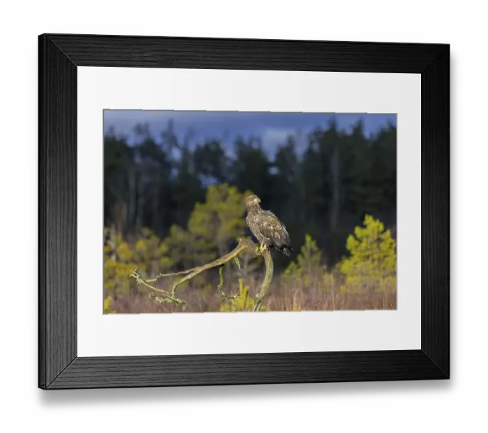 Framed Print : White-tailed eagle