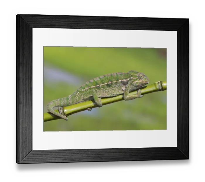 Framed Print : Jewel chameleon (Furcifer lateralis) on plant stem
