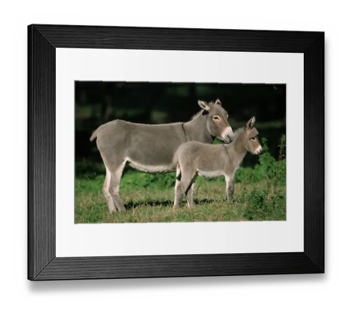 Framed Print : Donkeys, mare with foal, side, mare with foal