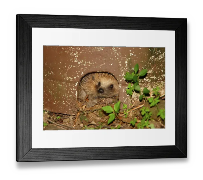 Framed Print : European Hedgehog (Erinaceus europaeus)