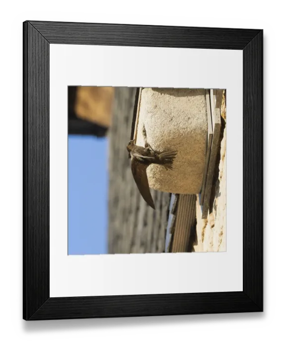 Framed Print : Common swift (Apus apus), adult bird at entrance of its nest