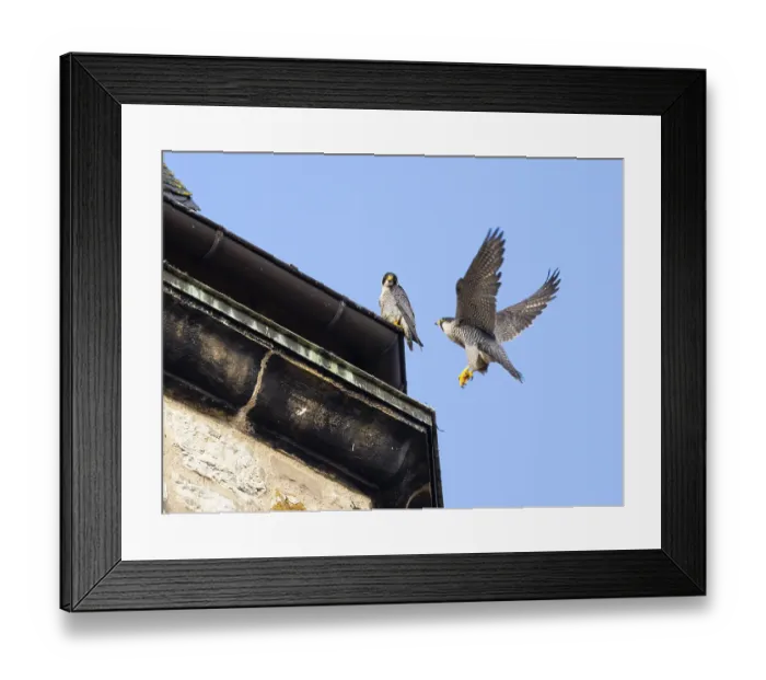 Framed Print : Peregrine Falcons (Falco peregrinus)
