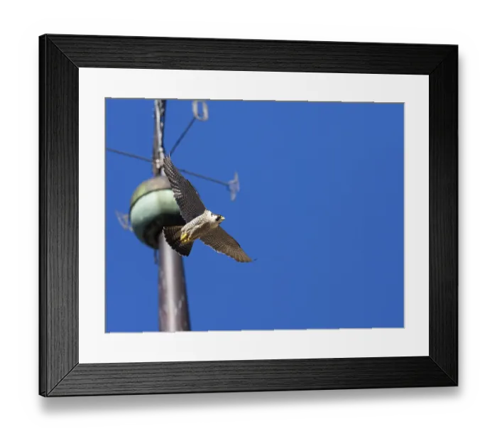 Framed Print : Peregrine Falcon (Falco peregrinus)