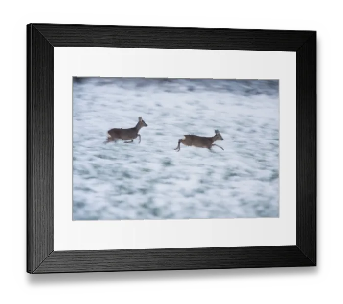 Framed Print : Roe Deer (Capreolus capreolus)