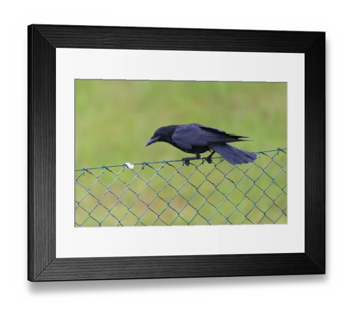 Framed Print : Carrion Crow (Corvus corone corone)