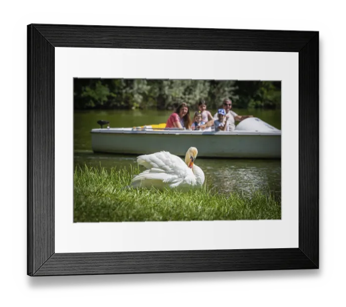 Framed Print : Swan (olor), Franzensburg, Laxenburg Palace Park in Lower Austria