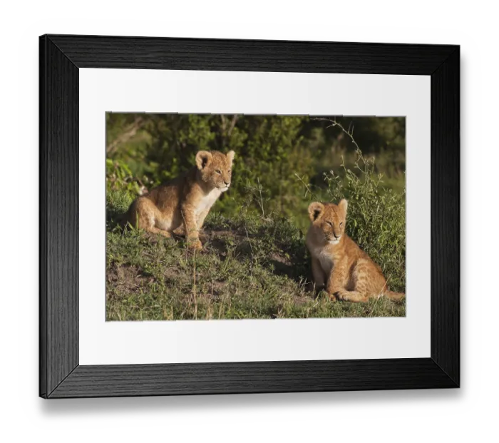 Framed Print : Lion cubs (Panthera leo) in the early morning light