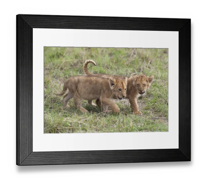 Framed Print : Playful Lion (Panthera leo) cubs