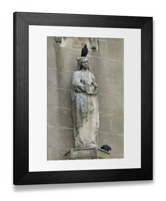 Framed Print : Jackdaw, adult birds at Gemen Castle