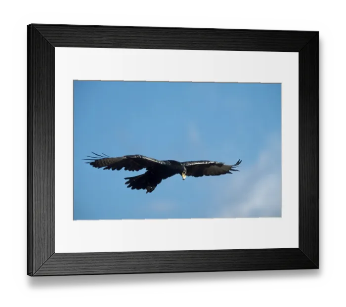 Framed Print : Verreaux's Eagle (Aquila verreauxii)
