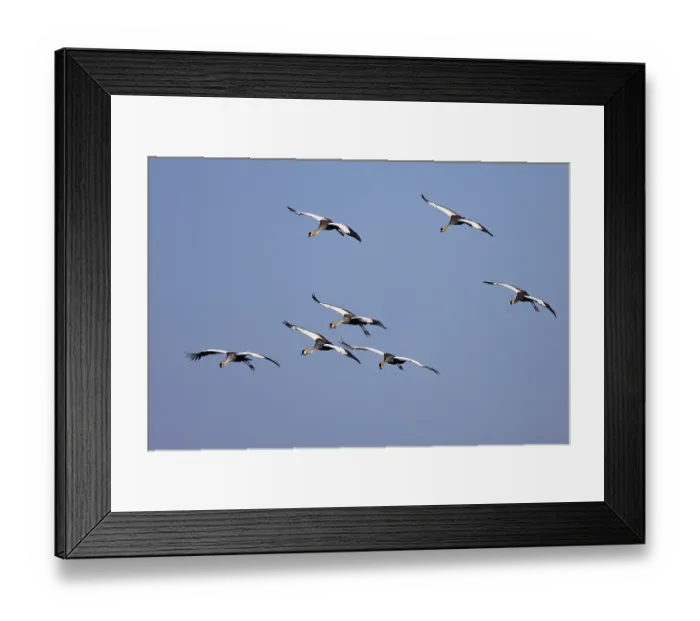 Framed Print : Black crowned cranes (Balearica pavonina) Framed Print : Black crowned cranes (Balearica pavonina)